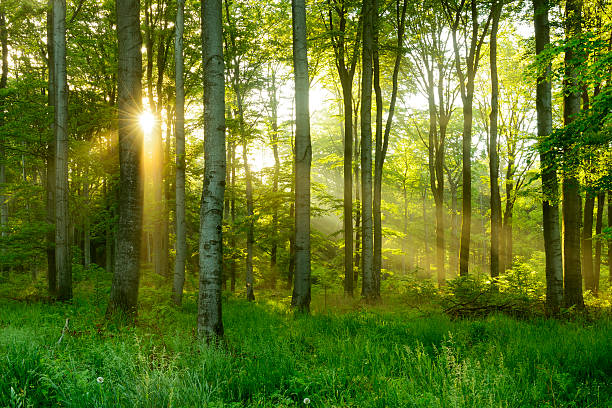 Promenons-nous dans le bois…