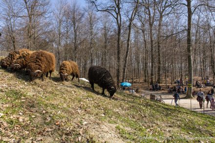 Arbracadra 2019 – Fête de la forêt