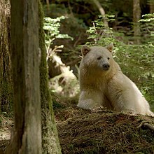 Ils ont sauvé Willy pour de vrai et peut-être aussi Winnie!