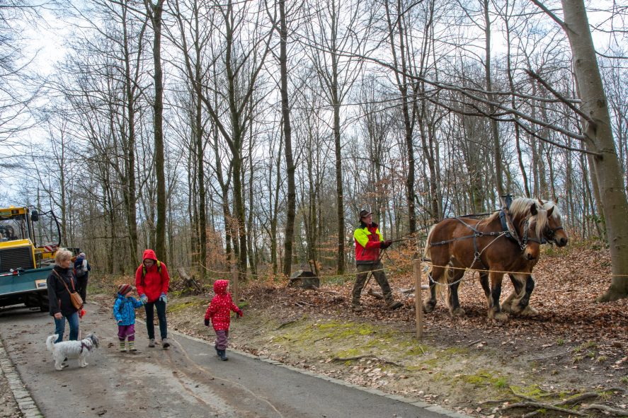 arbracadabra_fete_nature_foret_sauvabelin-32